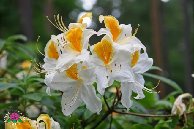 Rhododendron   'Toucan'